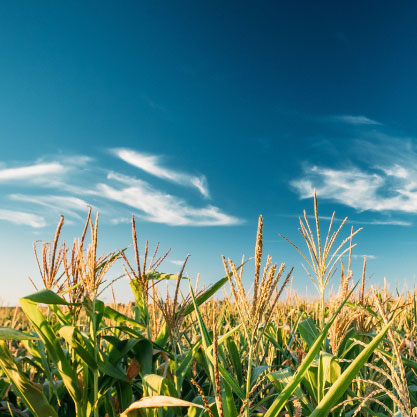 Corn Field with Blue Sky