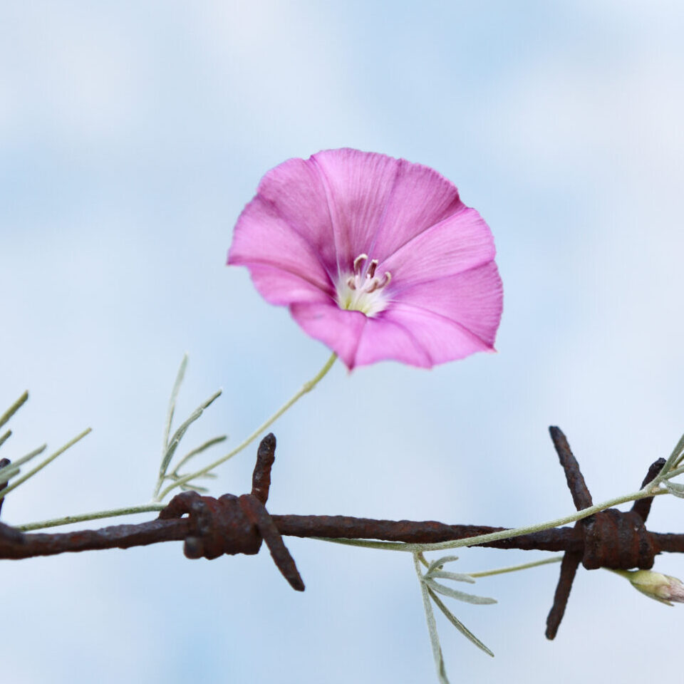 Photo of a Flower on Barbed Wire